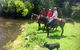 Maleny Springs Farm - thumb 33