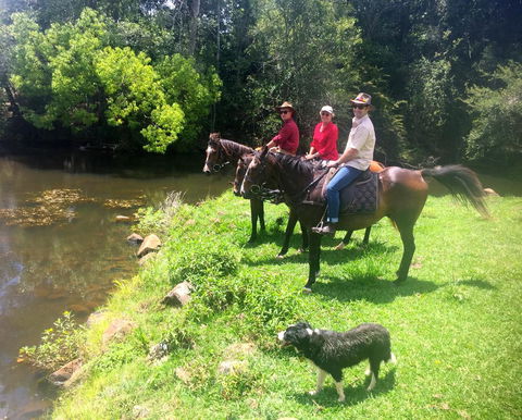 Maleny Springs Farm - Accommodation Bookings 33