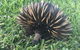 Maleny Springs Farm - thumb 23