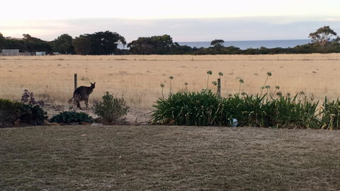 Beeâ€™s Place - 3 Bedroom Home On 10 Acres Of Land With Distant Ocean Views - Accommodation Bookings 23