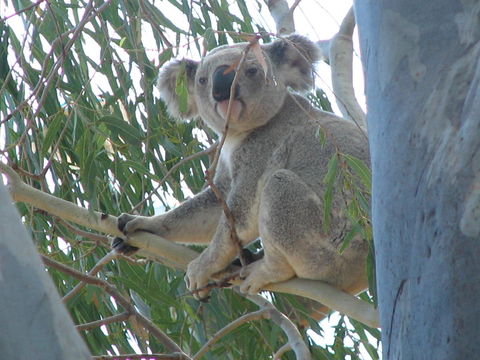 Tropical Palms Resort & 4WD Hire - Accommodation Bookings 29