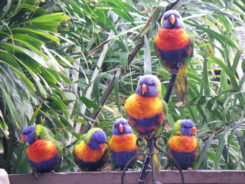 Tropical Palms Resort & 4WD Hire - Accommodation Bookings 36