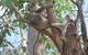 Magnetic Island Bed And Breakfast - thumb 17