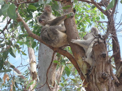 Magnetic Island Bed And Breakfast - Accommodation Bookings 17