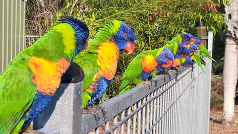 Magnetic Island Bed And Breakfast - Accommodation Bookings 6
