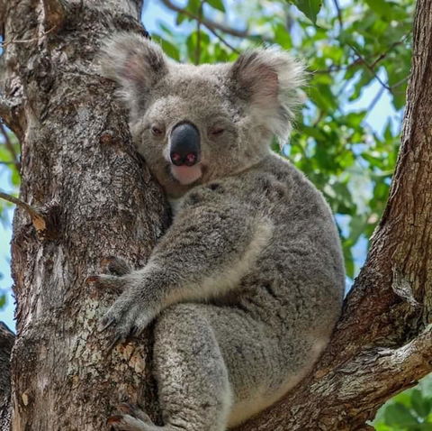 Magnetic Island Guest House - Accommodation Bookings 11