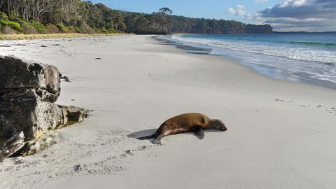 Adventure Bay Holiday Home - Accommodation Bookings 13