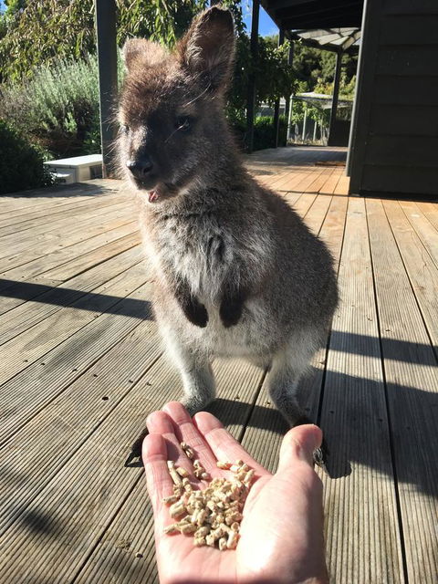 Parnella Adventure Bay, Bruny Island - Accommodation Bookings 17