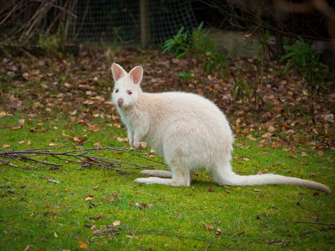 Parnella Adventure Bay, Bruny Island - Accommodation Bookings 20