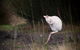 Parnella Adventure Bay, Bruny Island - thumb 18
