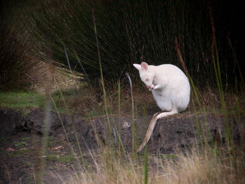 Parnella Adventure Bay, Bruny Island - Accommodation Bookings 18