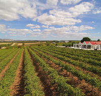 1837 Barossa Luxury Vineyard Cottages - Accommodation Bookings