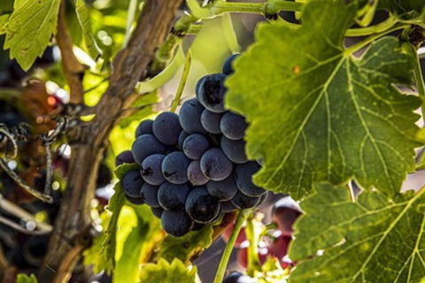 CASALE COTTAGE Barossa Valley - Accommodation Bookings 4