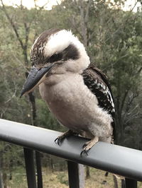 Book Tallebudgera Accommodation Vacations Accommodation Bookings Accommodation Bookings