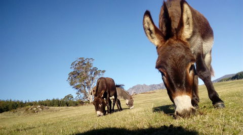 AAA Granary Accommodation - Accommodation Bookings 2