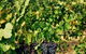 Downing Estate Homestead - thumb 3