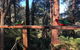 Forest Retreat - thumb 4