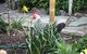 Griffiths Cottage - thumb 3