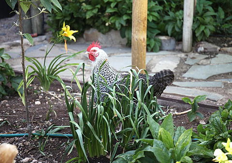 Griffiths Cottage - Accommodation Bookings 3