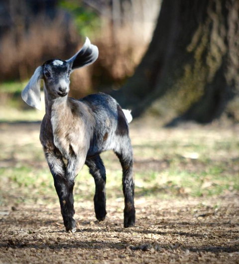 Alexandra Farmstay - Accommodation Bookings 3