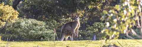 Alkina Lodge - Great Ocean Road - Accommodation Bookings 3