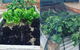 AMs Farm Stay - thumb 3