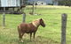 AMs Farm Stay - thumb 0