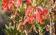 API Pelican Beach Front Apartments Kalbarri - thumb 3