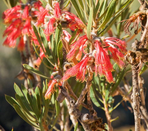 API Pelican Beach Front Apartments Kalbarri - Accommodation Bookings 3