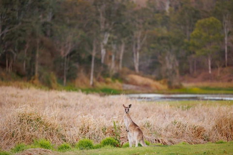 MN Happy Nest By Tiny Away - Accommodation Bookings 2