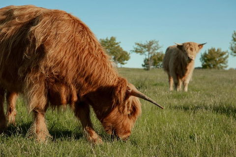Mona Farm - Accommodation Bookings 2