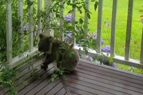 Ocean-view Hilltop Retreat - Accommodation Bookings 3