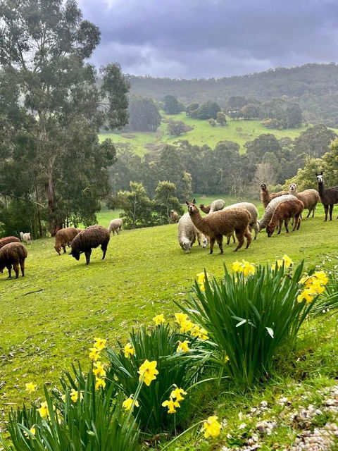 Pennyroyal Otways Retreat - Accommodation Bookings 0