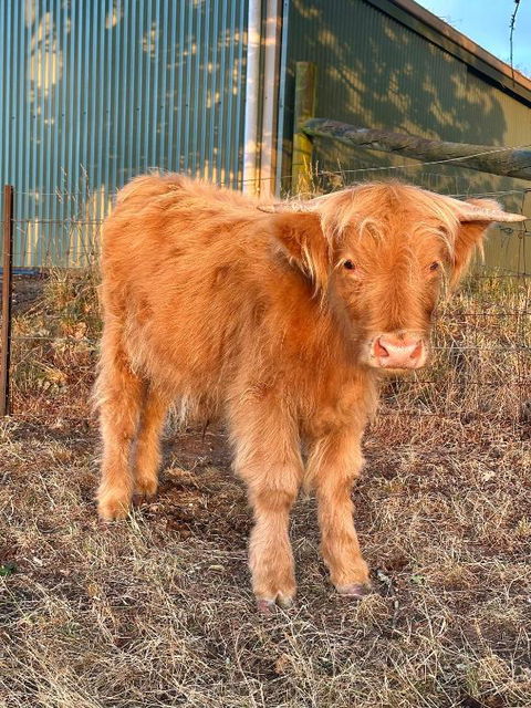 Private, Secluded Farm Retreat - Accommodation Bookings 1