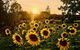 Quirindi Sunflower Motor Inn - thumb 0