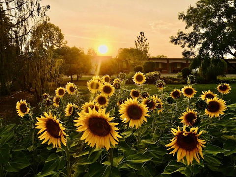 Quirindi Sunflower Motor Inn - Accommodation Bookings 0