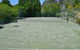 Aullywood Ringwood - thumb 1