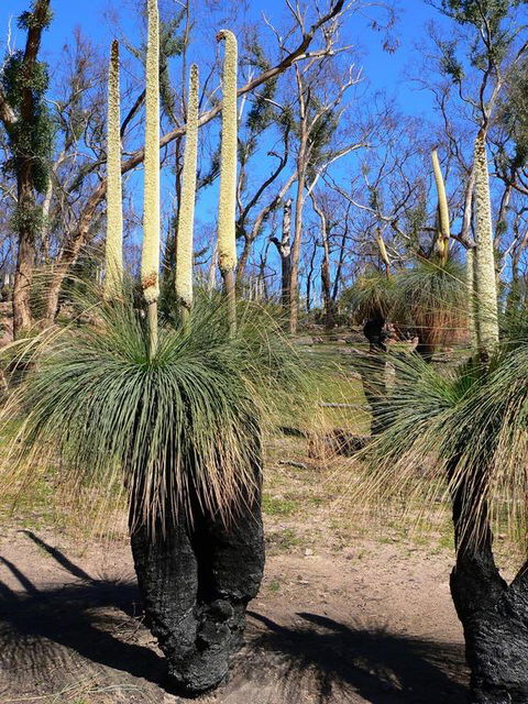 Aurora Cottages Bush Retreat - Accommodation Bookings 3