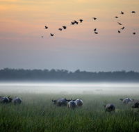 Bamurru Plains
