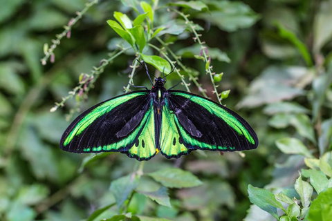 Batchelor Butterfly Farm - Accommodation Bookings 2