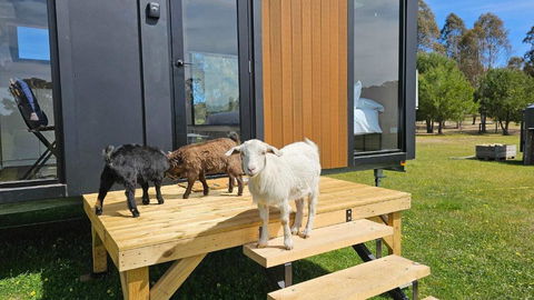 Roccos Retreat By Tiny Away - Accommodation Bookings 2