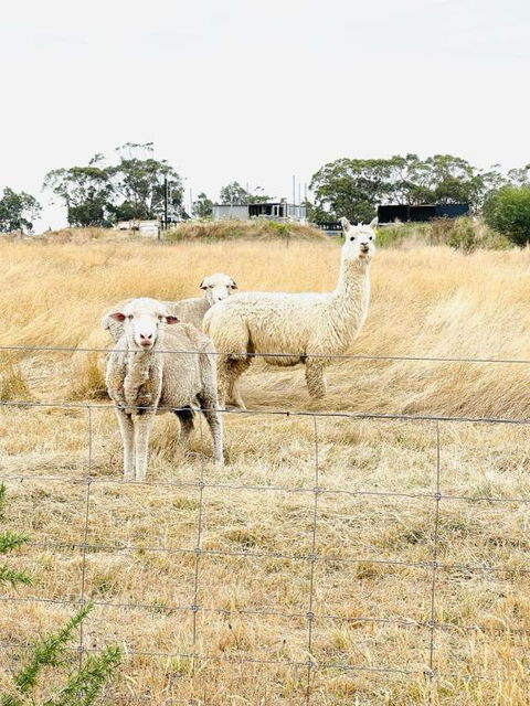Ross Creek Farm Stay - Accommodation Bookings 0
