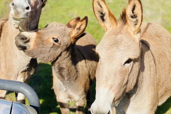 Sandalwood Downs Fabulous Farm Stay TOODYAY with Accommodation Bookings
