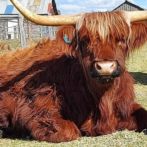 Straw House Farm - STANTHORPE - Accommodation Bookings 0