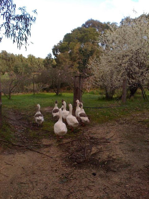 Bellbrae Harvest - Accommodation Bookings 3