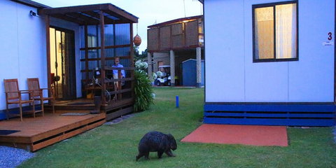 BIG4 Kelso Sands Holiday & Native Wildlife Park - Accommodation Bookings 0