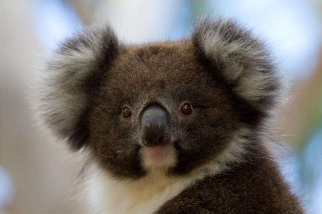Cape Otway VIC Accommodation Bookings
