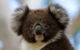 Bimbi Park - Camping Under Koalas - thumb 0