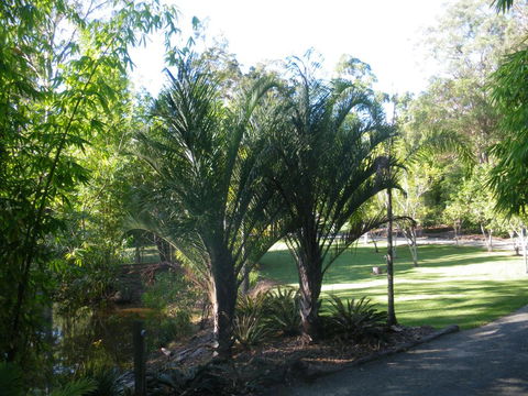 BoBRENE On Tamborine Nude Retreat - Quaint Cottage - Accommodation Bookings 2
