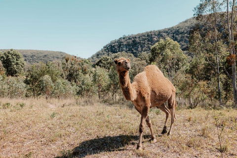 Tiny Aura - Accommodation Bookings 3